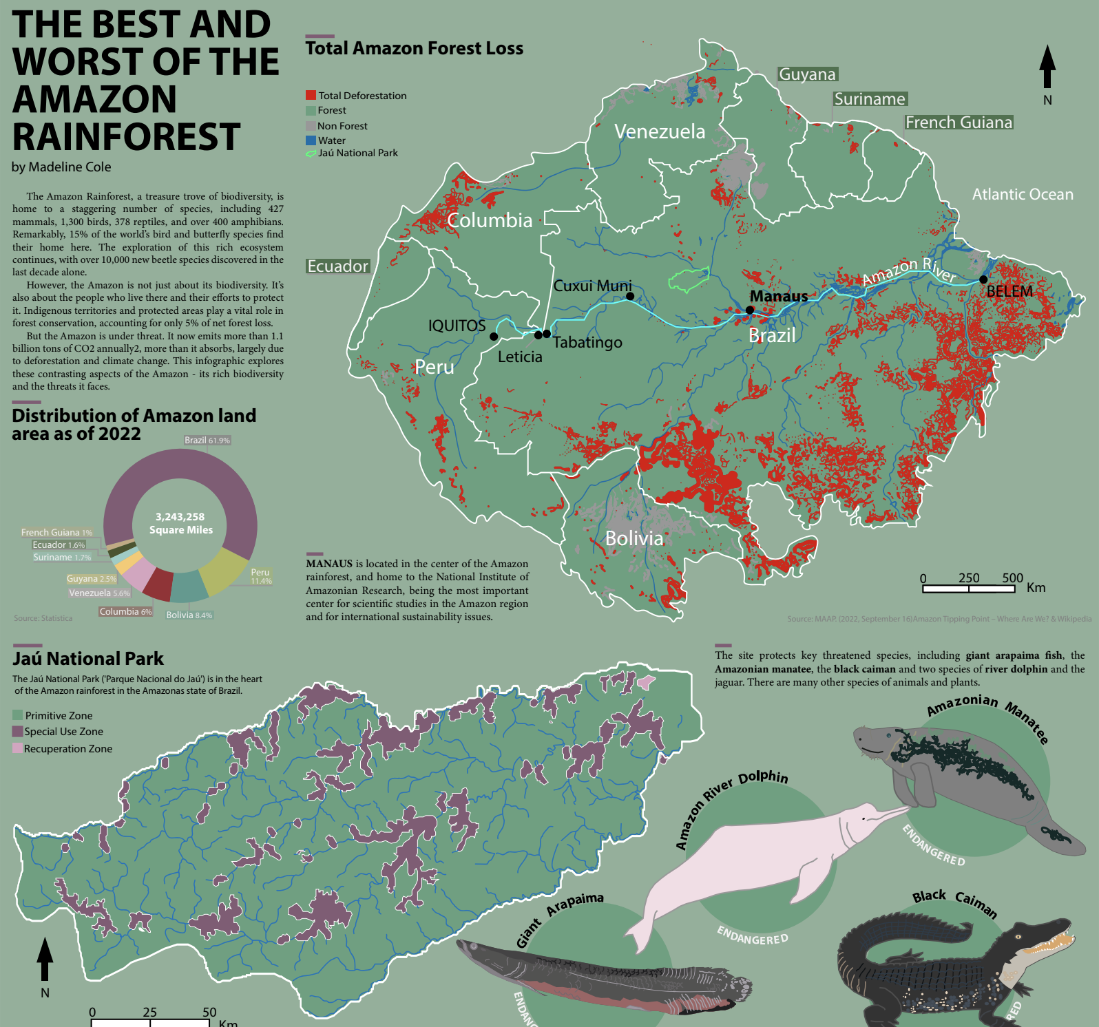 Amazon Rainforest Infographic Preview